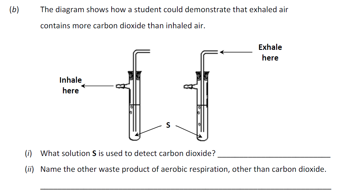 The-diagram-shows-how-a-student-could-demonstrate-that-exhaled-air-contains-more-carbon-dioxide-than-inhaled-air-Junior Cycle Science-Question (b)-2017.png