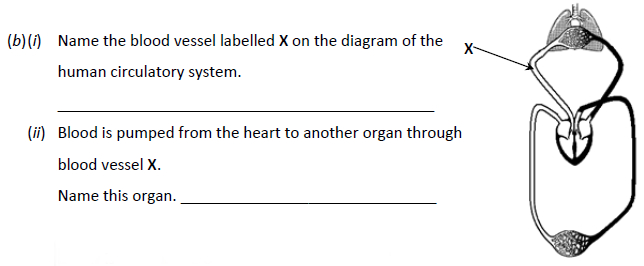 Name-the-blood-vessel-labelled-X-on-the-diagram-of-the-human-circulatory-system-Junior Cycle Science-Question b-2018.png