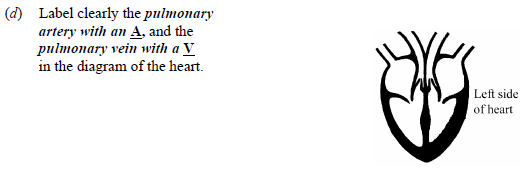 Label-clearly-the-pulmonary-artery-with-an-A,-and-the-pulmonary-vein-with-a-V-in-the-diagram-of-the-heart.-Junior Cycle Science-Question d-2009.png