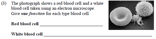 The-photograph-shows-a-red-blood-cell-and-a-white-blood-cell-taken-using-an-electron-microscope-Junior Cycle Science-Question (b)-2008.png