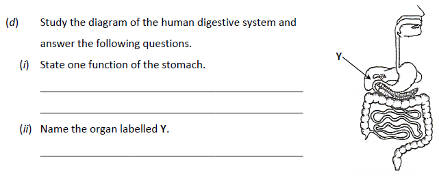 Study-the-diagram-of-the-human-digestive-system-and-answer-the-following-questions-Junior Cycle Science-Question d-2018.png