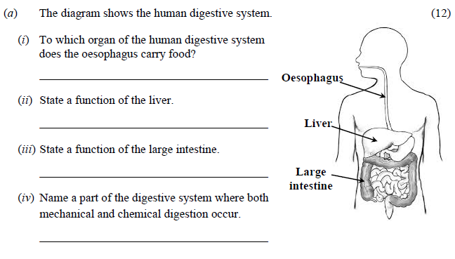 The-diagram-shows-the-human-digestive-system-Junior Cycle Science-Question a-2016.png
