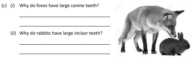 Why-do-foxes-have-large-canine-teeth?----Why-do-rabbits-have-large-incisor-teeth?-----Junior Cycle Science-Question c-2017.png