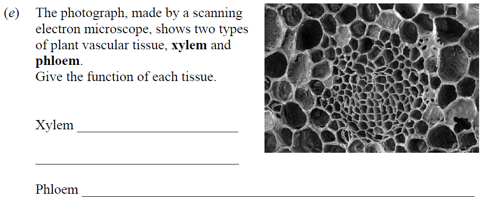The-photograph,-made-by-a-scanning-electron-microscope,-shows-two-types-of-plant-vascular-tissue,-xylem-and-phloem-Junior Cycle Science-Question e-2008.png