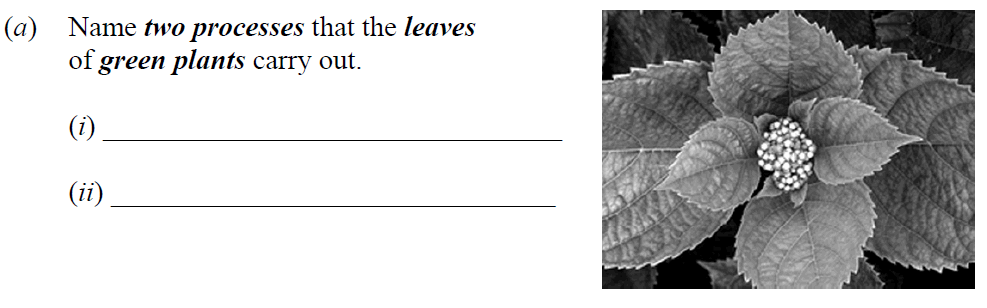 Name-two-processes-that-the-leaves-of-green-plants-carry-out-Junior Cycle Science-Question a-2023.png