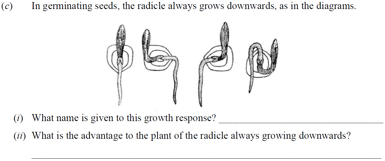 In-germinating-seeds,-the-radicle-always-grows-downwards,-as-in-the-diagrams-Junior Cycle Science-Question c-2015.png