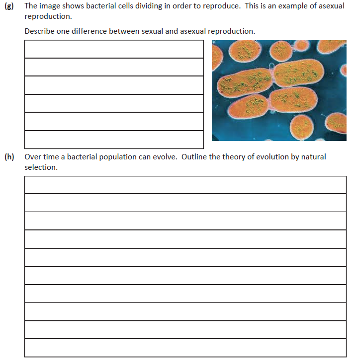 The-image-shows-bacterial-cells-dividing-in-order-to-reproduce-Junior Cycle Science-Question g-2019.png