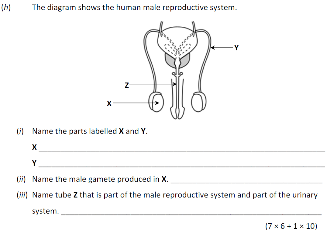 The-diagram-shows-the-human-male-reproductive-system-Junior Cycle Science-Question h-2017.png