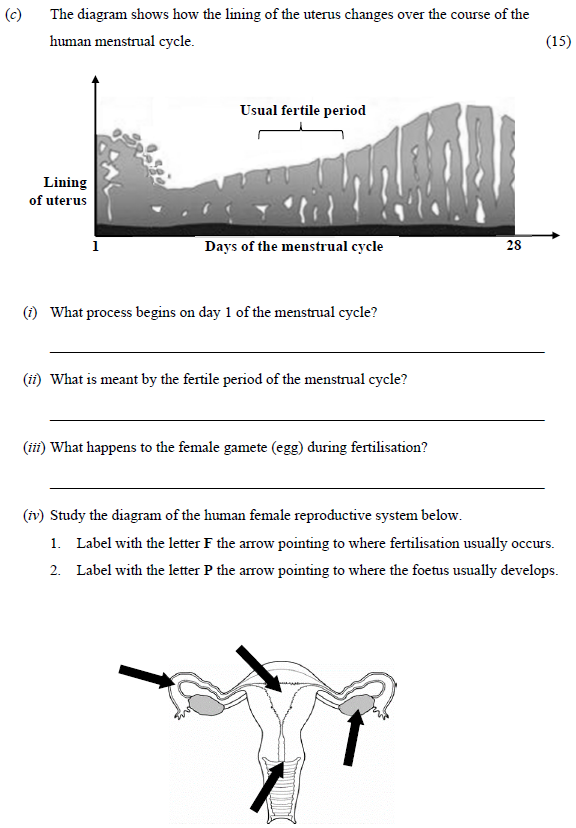 The-diagram-shows-how-the-lining-of-the-uterus-changes-over-the-course-of-the-human-menstrual-cycle-Junior Cycle Science-Question c-2023.png