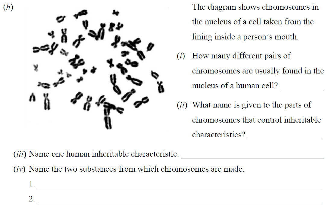 The-diagram-shows-chromosomes-in-the-nucleus-of-a-cell-taken-from-the-lining-inside-a-person’s-mouth-Junior Cycle Science-Question h-2015.png