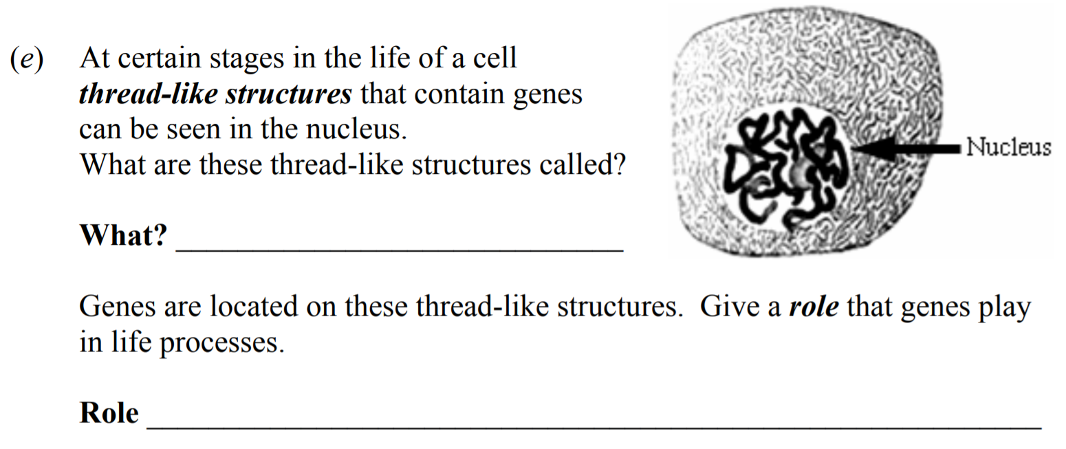 At-certain-stages-in-the-life-of-a-cell-thread-like-structures-that-contain-genes-can-be-seen-in-the-nucleus-Junior Cycle Science-Question (e)-2008.png