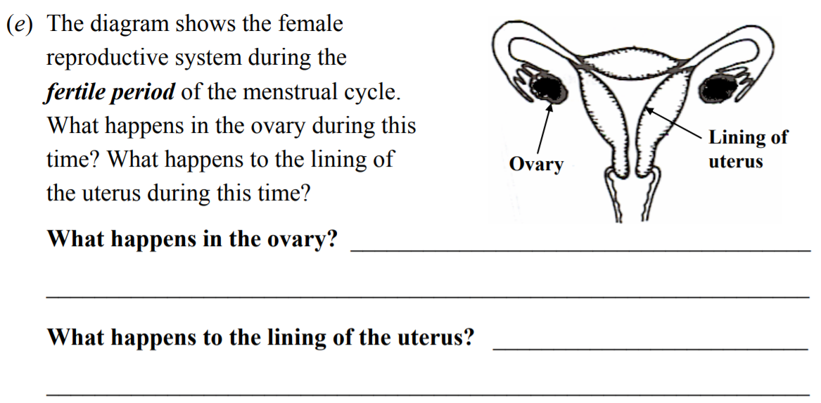 The-diagram-shows-the-female-reproductive-system-during-the-fertile-period-of-the-menstrual-cycle-Junior Cycle Science-Question e-2006.png