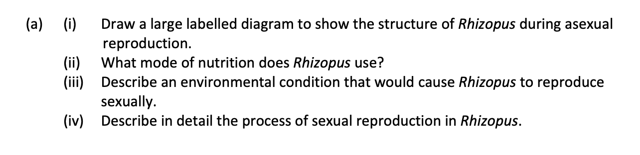 Draw-a-large-labelled-diagram-to-show-the-structure-of-Rhizopus-during-asexual-reproduction-Leaving Cert Biology-Question 15(a)-2019.png
