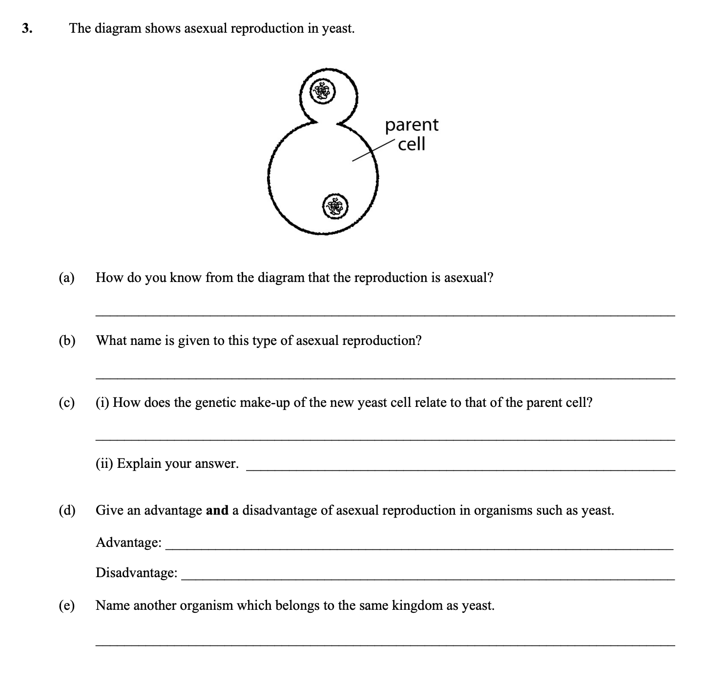 The-diagram-shows-asexual-reproduction-in-yeast-Leaving Cert Biology-Question 3-2016.png