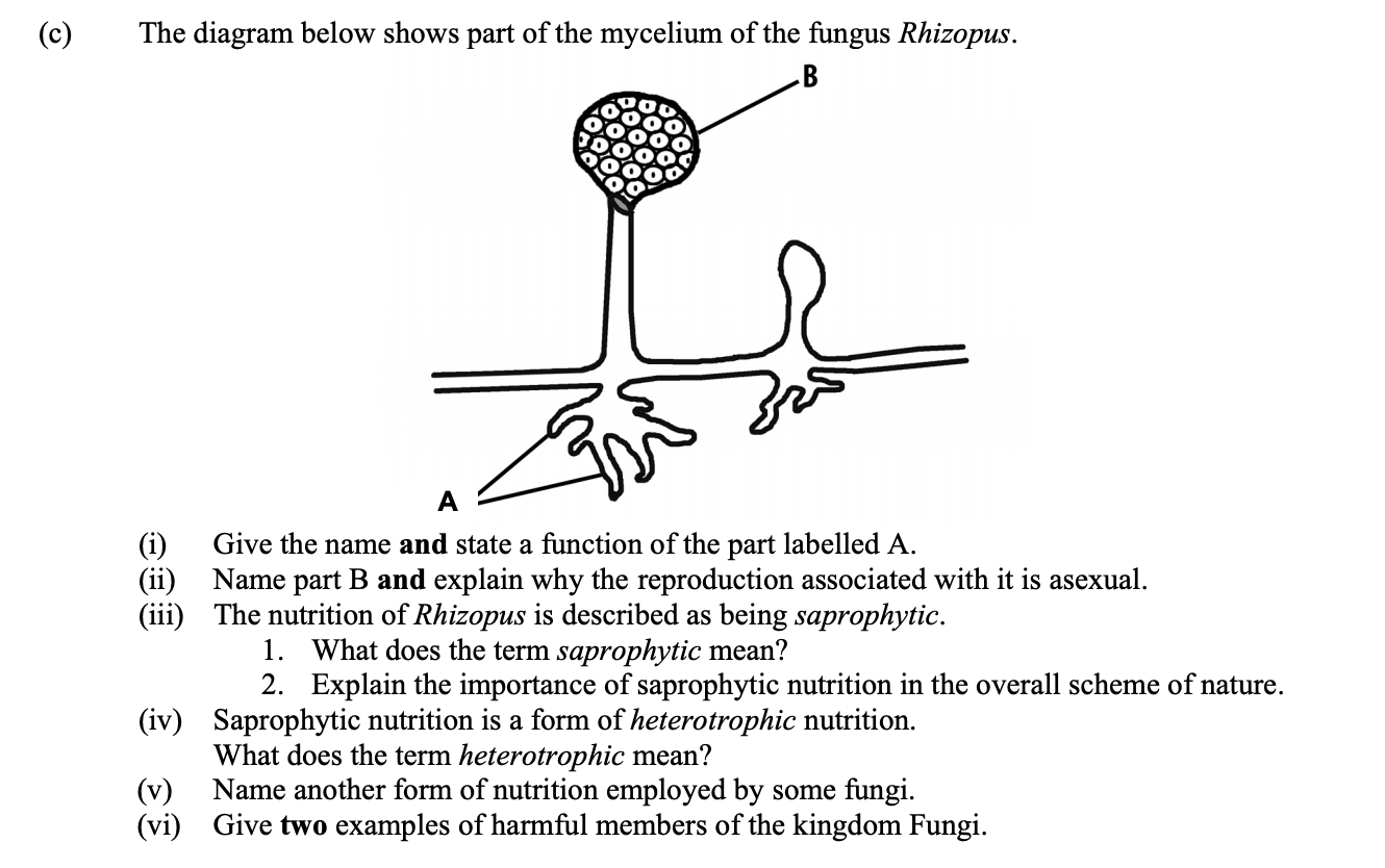 The-diagram-below-shows-part-of-the-mycelium-of-the-fungus-Rhizopus-Leaving Cert Biology-Question c-2011.png