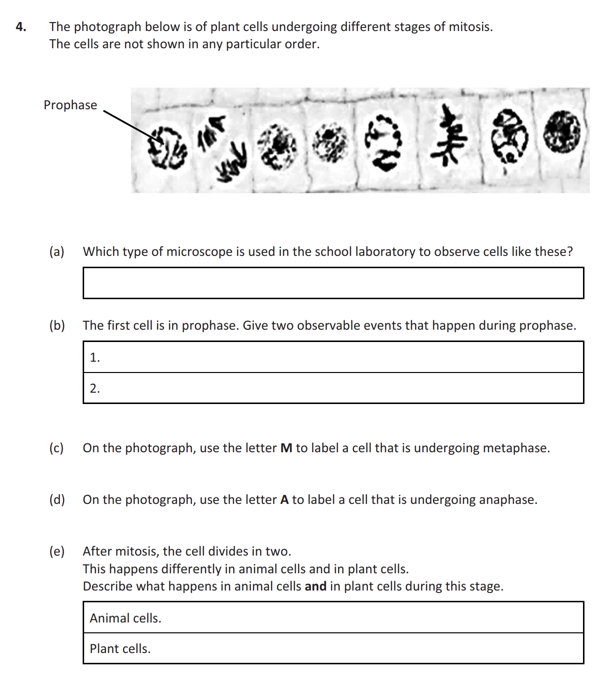 The-photograph-below-is-of-plant-cells-undergoing-different-stages-of-mitosis-Leaving Cert Biology-Question 4-2019.png