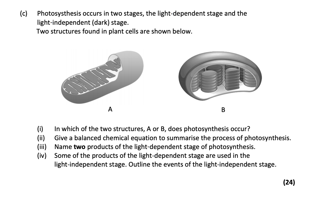 Photosynthesis-occurs-in-two-stages,-the-light-dependent-stage-and-the-light-independent-(dark)-stage-Leaving Cert Biology-Question c-2019.png