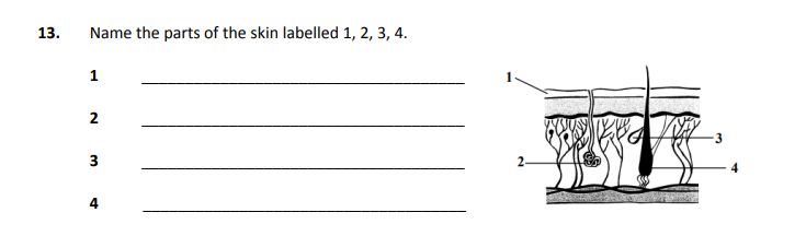 Name-the-parts-of-the-skin-labelled-1,-2,-3,-4-Junior Cycle Home Economics-Question 13-2008.png