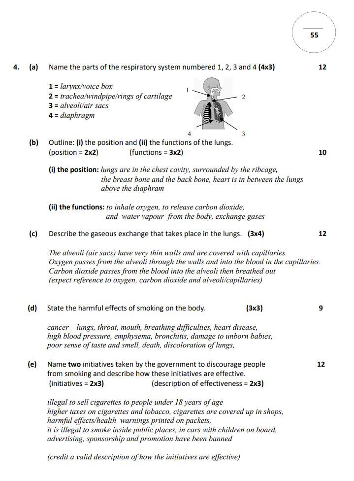 4.-(a)-Name-the-parts-of-the-respiratory-system-numbered-1,-2,-3-and-4-(4x3)--1-=-larynx/voice-box-2-=-trachea/windpipe/rings-of-cartilage-3-=-alveoli/air-sacs-4-=-diaphragm--(b)-Outline:-(i)-the-position-and-(ii)-the-functions-of-the-lungs-Junior Cycle Home Economics-Question 4-2015.png