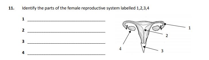Identify-the-parts-of-the-female-reproductive-system-labelled-1,2,3,4-Junior Cycle Home Economics-Question 11-2005.png