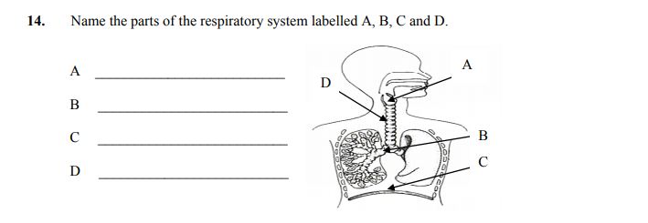 Name-the-parts-of-the-respiratory-system-labelled-A,-B,-C-and-D-Junior Cycle Home Economics-Question 14-2007.png