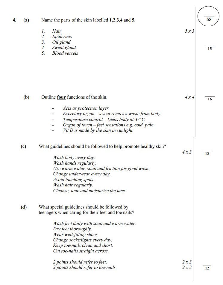 Name-the-parts-of-the-skin-labelled-1,-2,-3,-4-and-5-Junior Cycle Home Economics-Question 4-2009.png