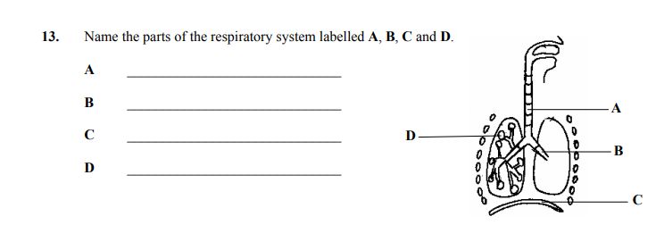 Name-the-parts-of-the-respiratory-system-labelled-A,-B,-C-and-D-Junior Cycle Home Economics-Question 13-2007.png