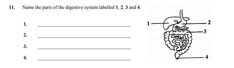 Name-the-parts-of-the-digestive-system-labelled-1,-2,-3-and-4-Junior Cycle Home Economics-Question 11-2005.png
