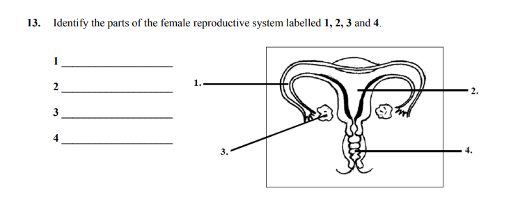 Identify-the-parts-of-the-female-reproductive-system-labelled-1,-2,-3-and-4.----Junior Cycle Home Economics-Question 13-2005.png