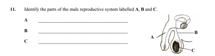 Identify-the-parts-of-the-male-reproductive-system-labelled-A,-B-and-C-Junior Cycle Home Economics-Question 11-2009.png