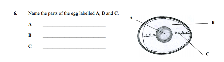 Name-the-parts-of-the-egg-labelled-A,-B-and-C-Junior Cycle Home Economics-Question 6-2008.png