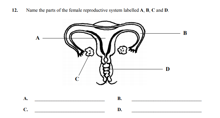 Name-the-parts-of-the-female-reproductive-system-labelled-A,-B,-C-and-D-Junior Cycle Home Economics-Question 12-2005.png