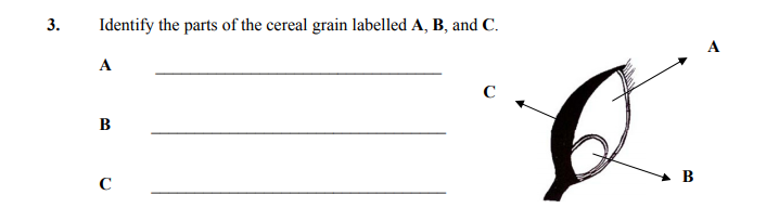 Identify-the-parts-of-the-cereal-grain-labelled-A,-B,-and-C-Junior Cycle Home Economics-Question 3-2007.png