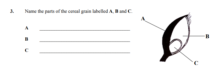 Name-the-parts-of-the-cereal-grain-labelled-A,-B-and-C-Junior Cycle Home Economics-Question 3-2007.png