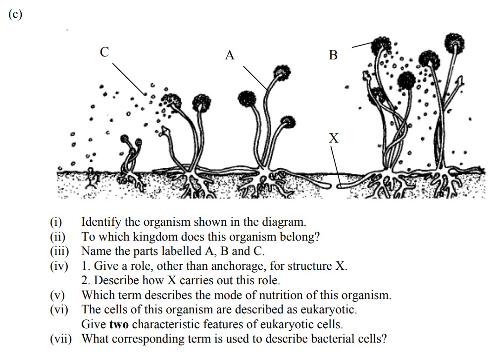 Identify-the-organism-shown-in-the-diagram-Leaving Cert Biology-Question 14(c)-2009.png