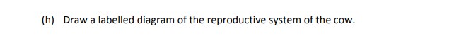 Draw-a-labelled-diagram-of-the-reproductive-system-of-the-cow.-Leaving Cert Agricultural Science-Question (h)-2008.png