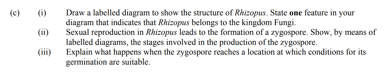 Draw-a-labelled-diagram-to-show-the-structure-of-Rhizopus-Leaving Cert Biology-Question c-2004.png