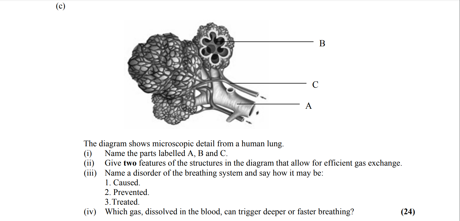 The-diagram-shows-microscopic-detail-from-a-human-lung-Leaving Cert Biology-Question c-2009.png