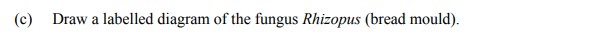 Draw-a-labelled-diagram-of-the-fungus-Rhizopus-(bread-mould).-Leaving Cert Agricultural Science-Question c-2016.png