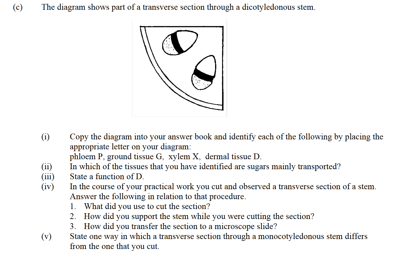 The-diagram-shows-part-of-a-transverse-section-through-a-dicotyledonous-stem-Leaving Cert Biology-Question c-2006.png
