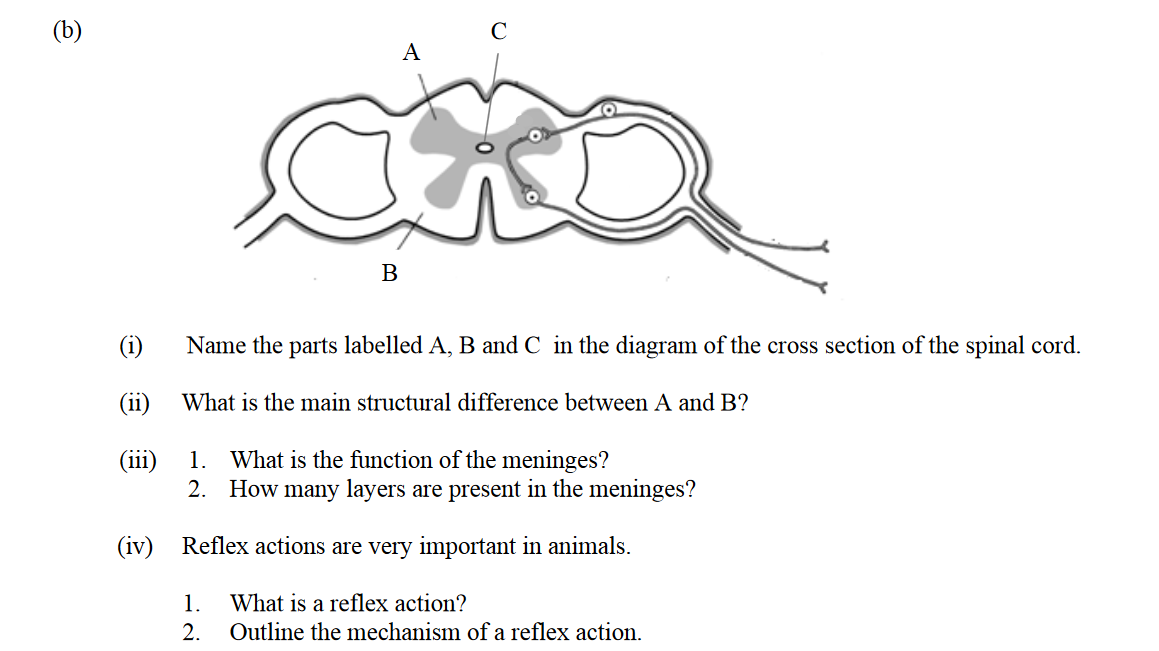 Name-the-parts-labelled-A,-B-and-C-in-the-diagram-of-the-cross-section-of-the-spinal-cord-Leaving Cert Biology-Question 14(b)-2015.png