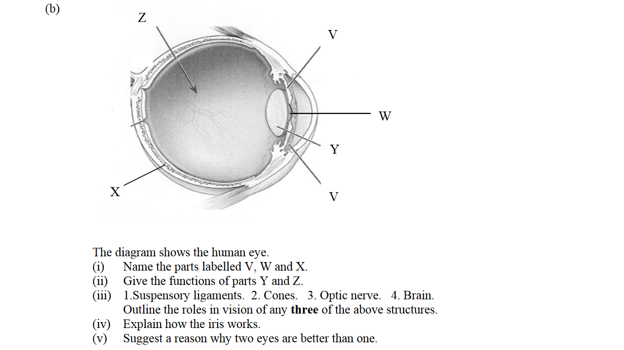 The-diagram-shows-the-human-eye-Leaving Cert Biology-Question 15-2009.png