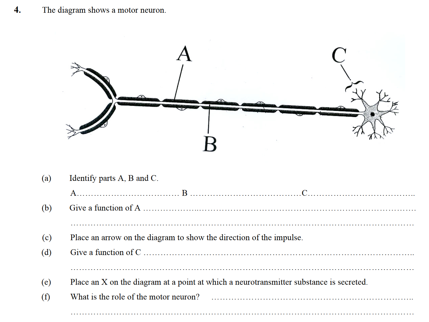 The-diagram-shows-a-motor-neuron-Leaving Cert Biology-Question 4-2008.png