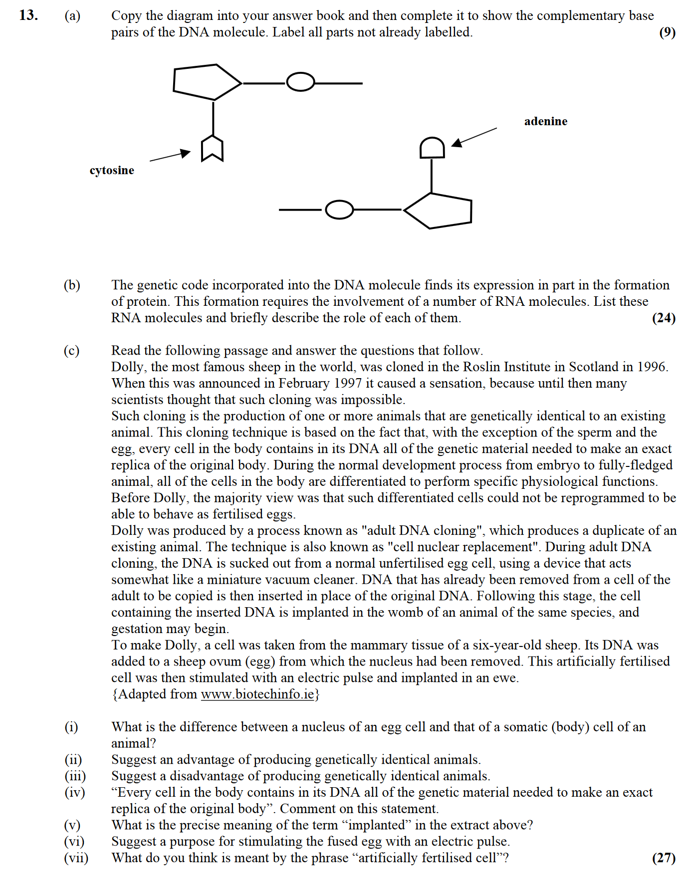 Copy-the-diagram-into-your-answer-book-and-then-complete-it-to-show-the-complementary-base-pairs-of-the-DNA-molecule-Leaving Cert Biology-Question 13-2004.png