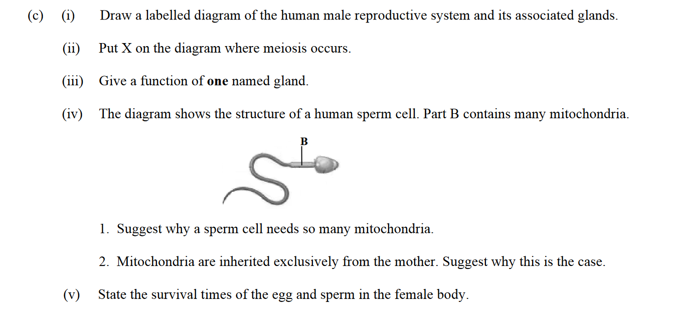 c)-(i)-Draw-a-labelled-diagram-of-the-human-male-reproductive-system-and-its-associated-glands-Leaving Cert Biology-Question 14-2015.png