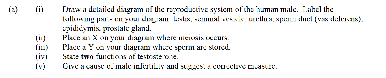 Draw-a-detailed-diagram-of-the-reproductive-system-of-the-human-male-Leaving Cert Biology-Question a-2007.png