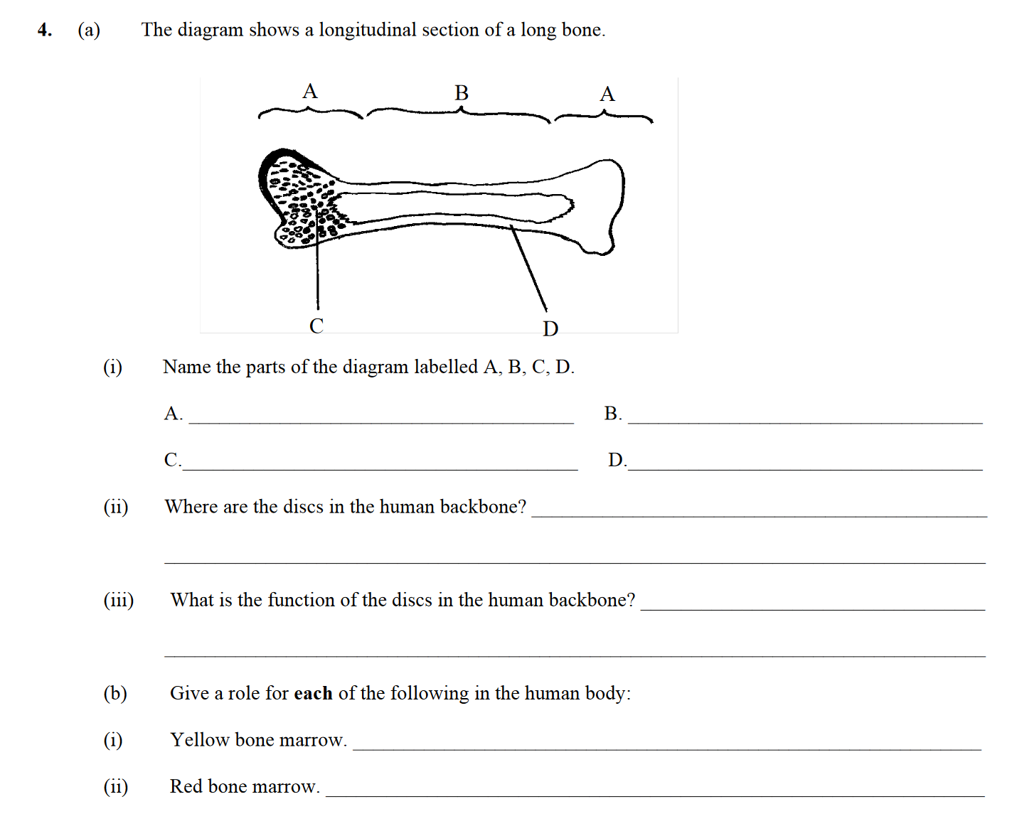 The-diagram-shows-a-longitudinal-section-of-a-long-bone-Leaving Cert Biology-Question 4-2009.png