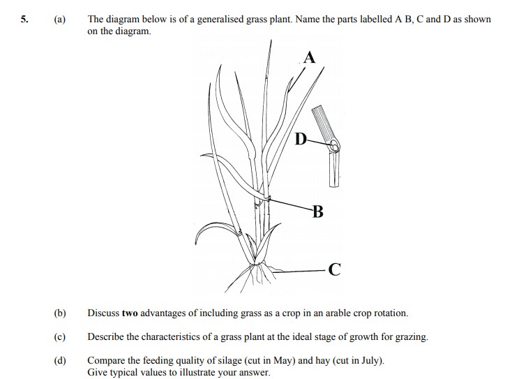 5.-(a)-The-diagram-below-is-of-a-generalised-grass-plant-Leaving Cert Agricultural Science-Question 5-2007.png