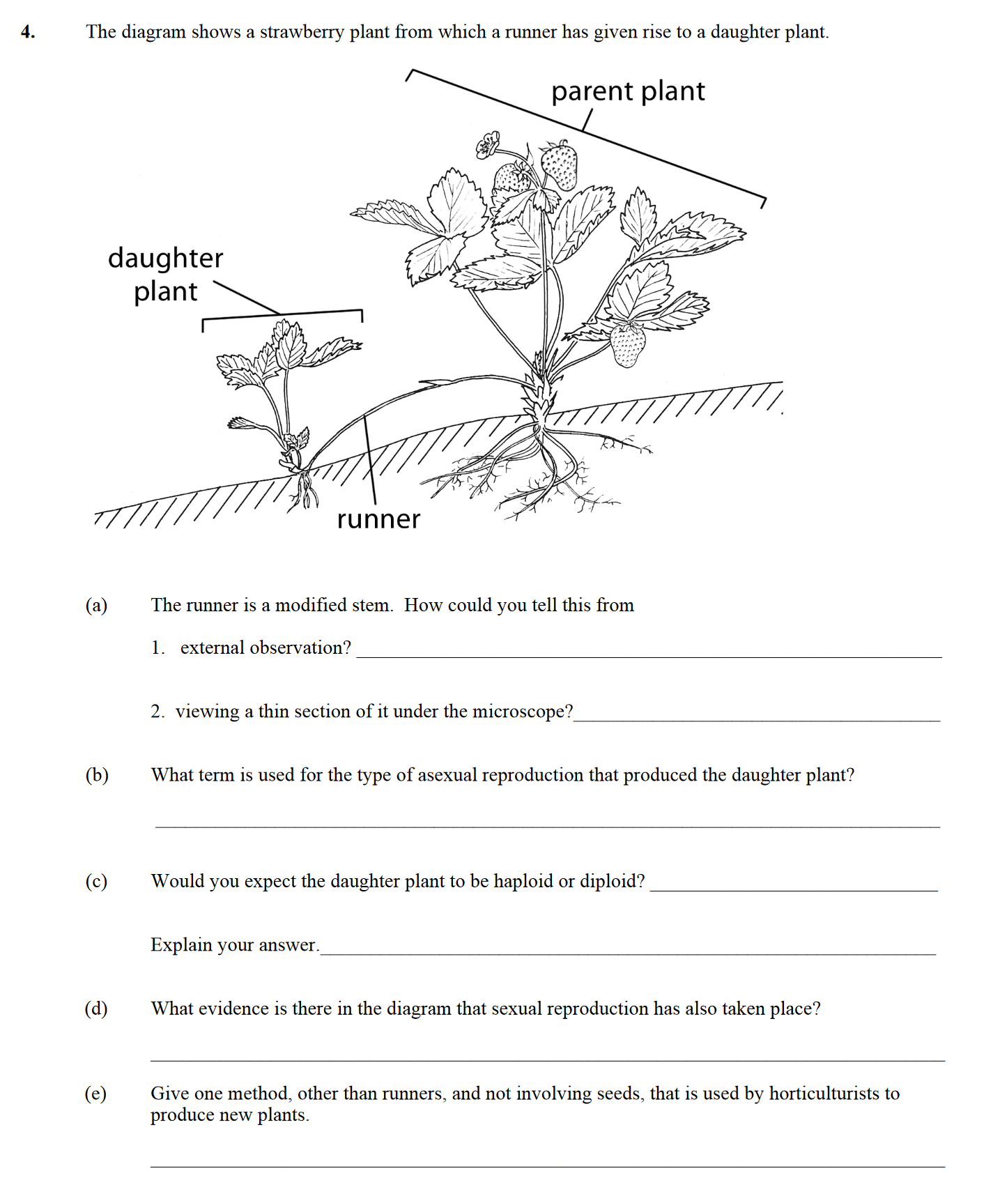 The-diagram-shows-a-strawberry-plant-from-which-a-runner-has-given-rise-to-a-daughter-plant-Leaving Cert Biology-Question 4-2013.png