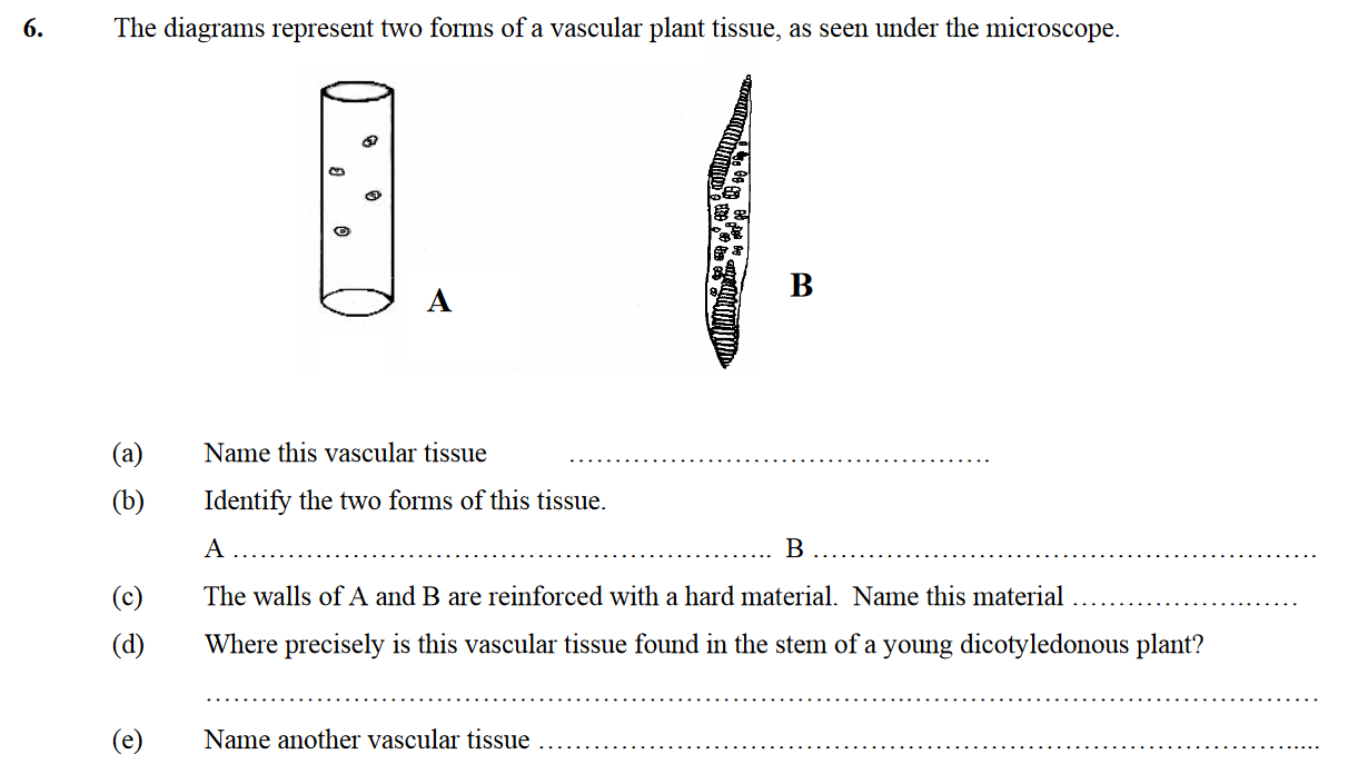 The-diagrams-represent-two-forms-of-a-vascular-plant-tissue,-as-seen-under-the-microscope-Leaving Cert Biology-Question 6-2007.png